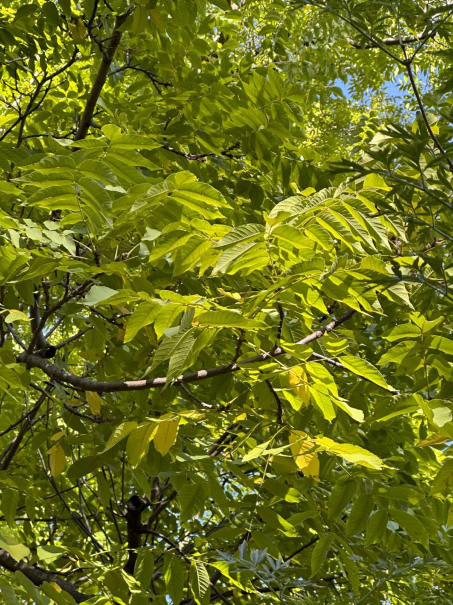 Noce grigio_Bologna_Orto botanico_IMG_1129